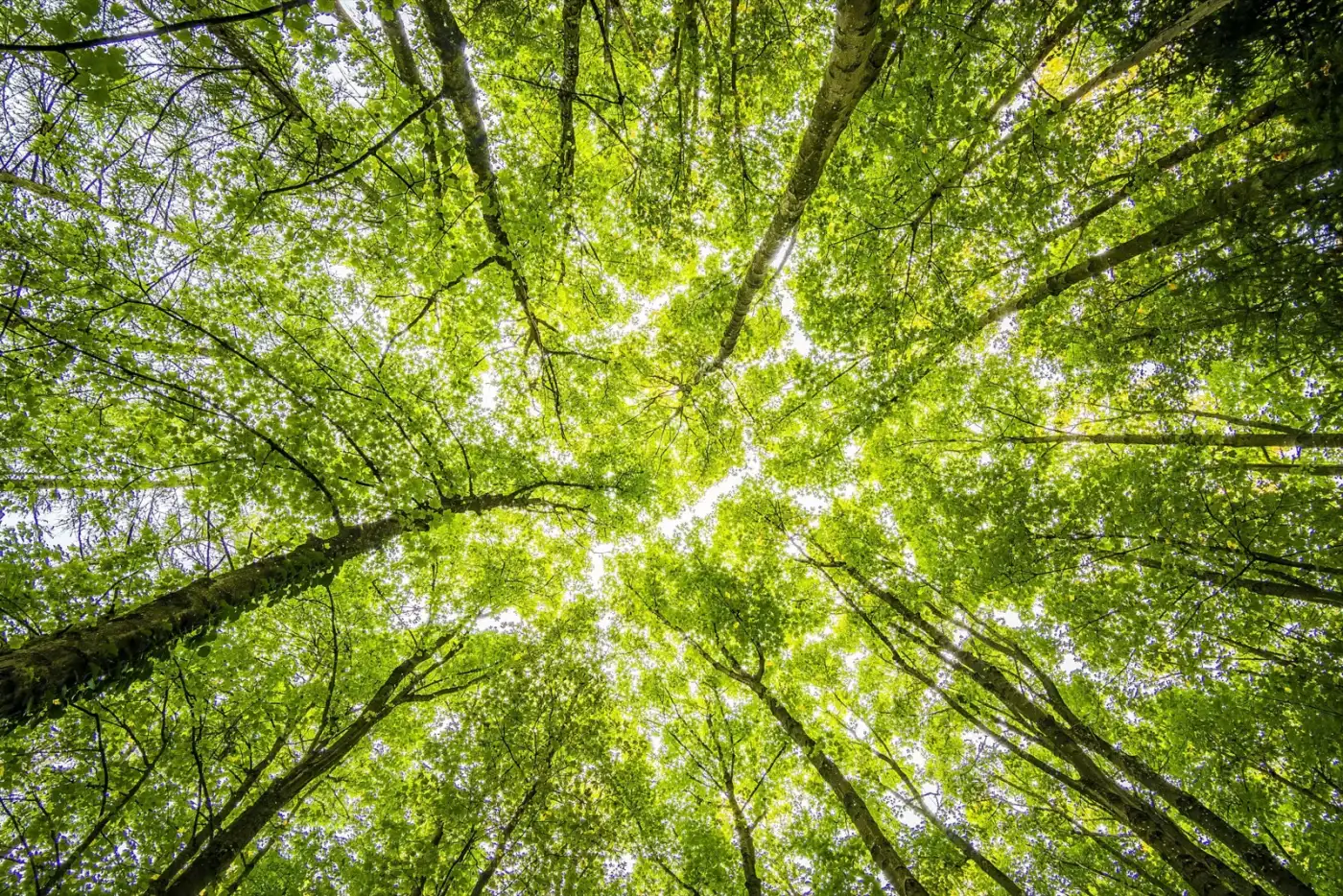 Looking up through a forest canopy to the sky