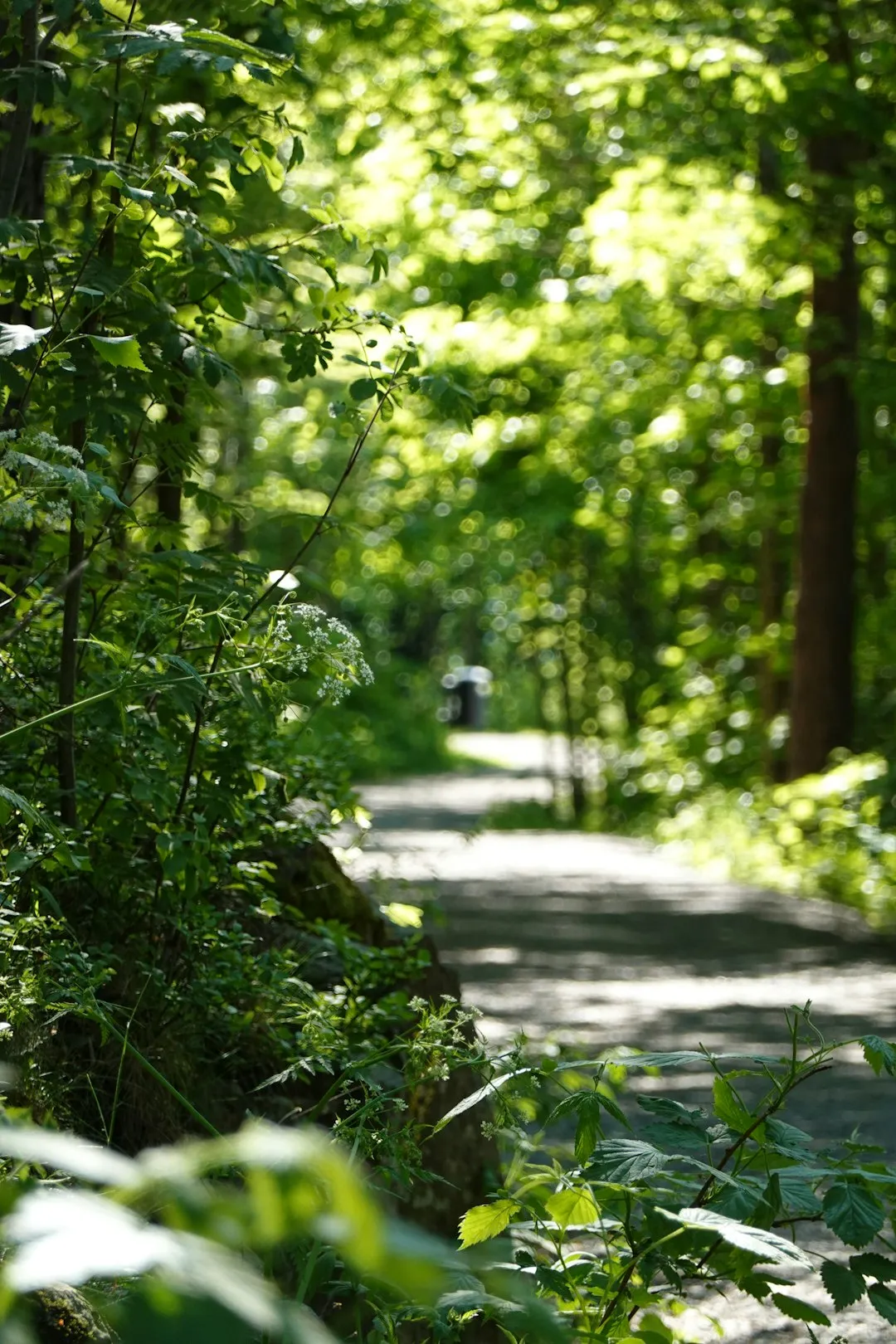 Sunlit path running through dense green trees